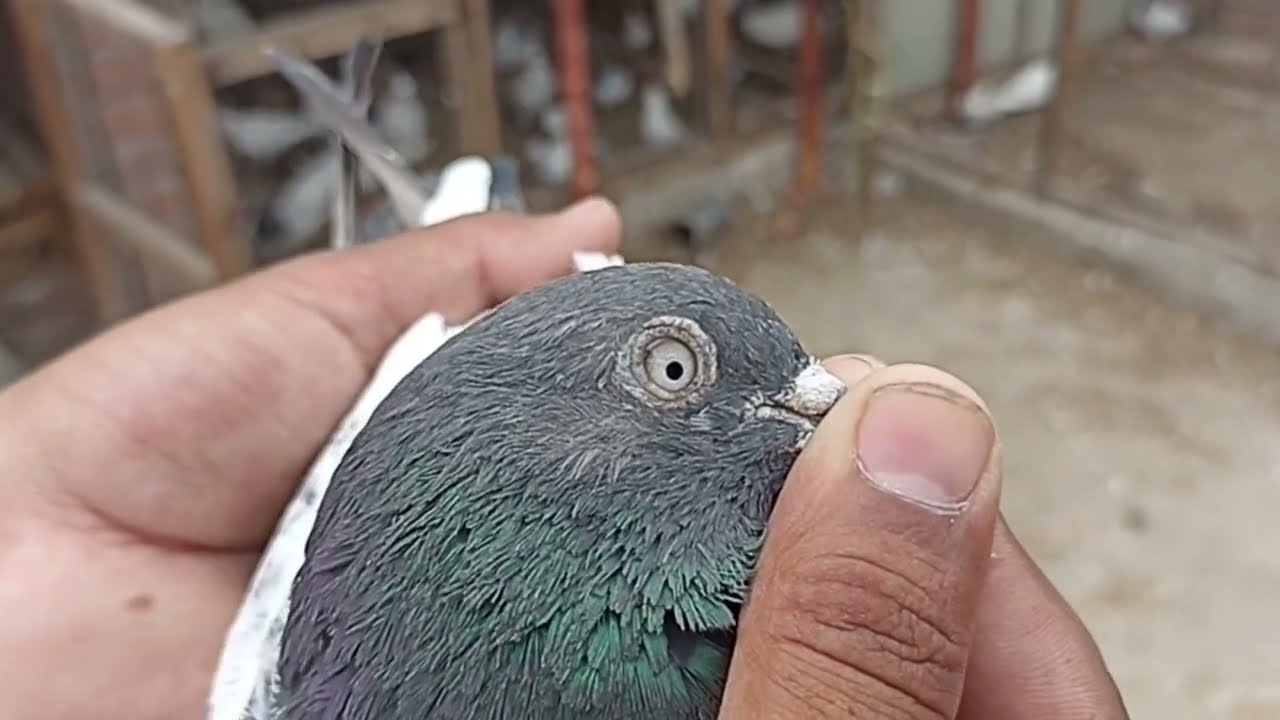 Best Low Flyer Pigeons || Chatri Walay Kabootar ||identification of a high-flying pigeon