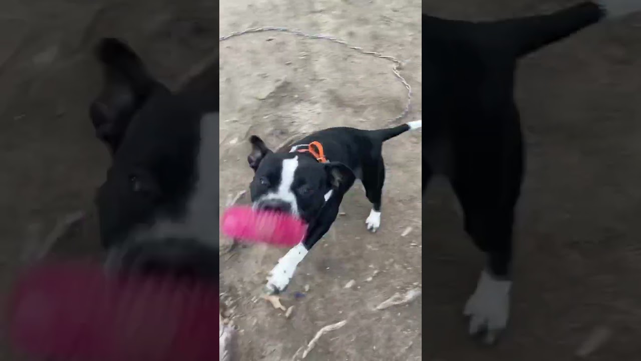Best of Eli || GAME DOG!!!