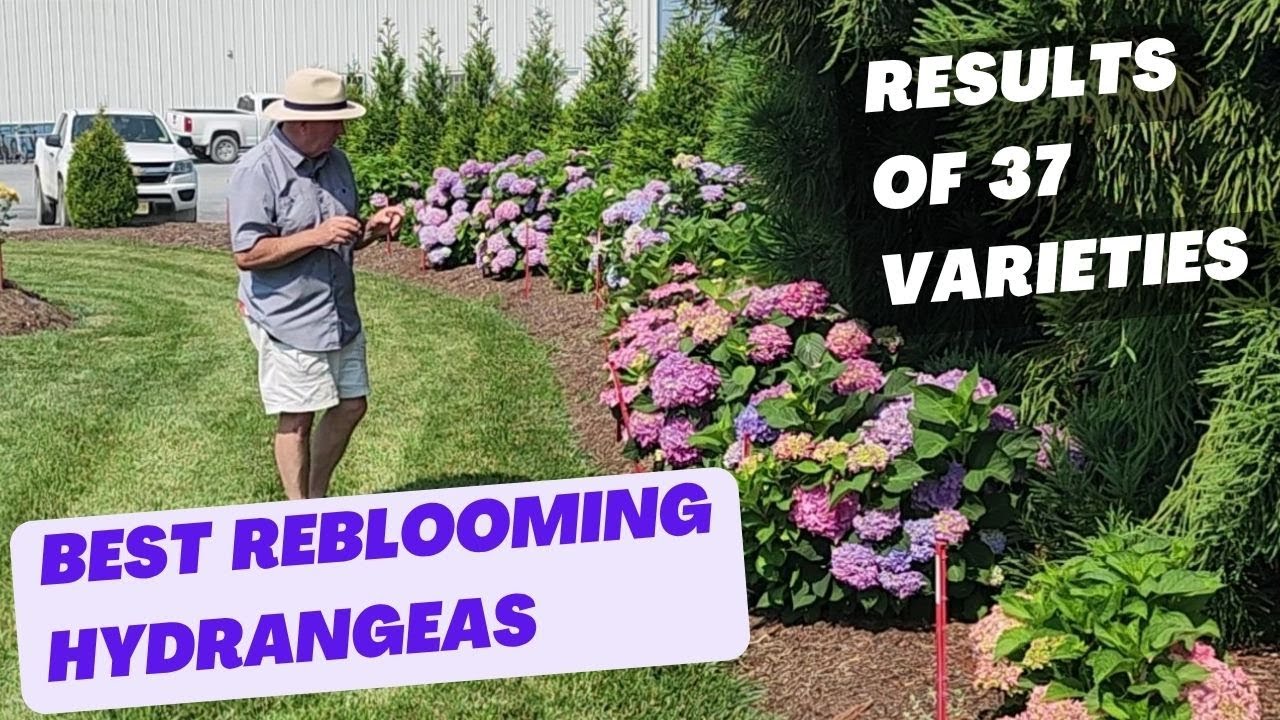 Best Reblooming Hydrangeas for the Northeast & Mid Atlantic / Up to 4 years of Trial Results!  👍👏😜