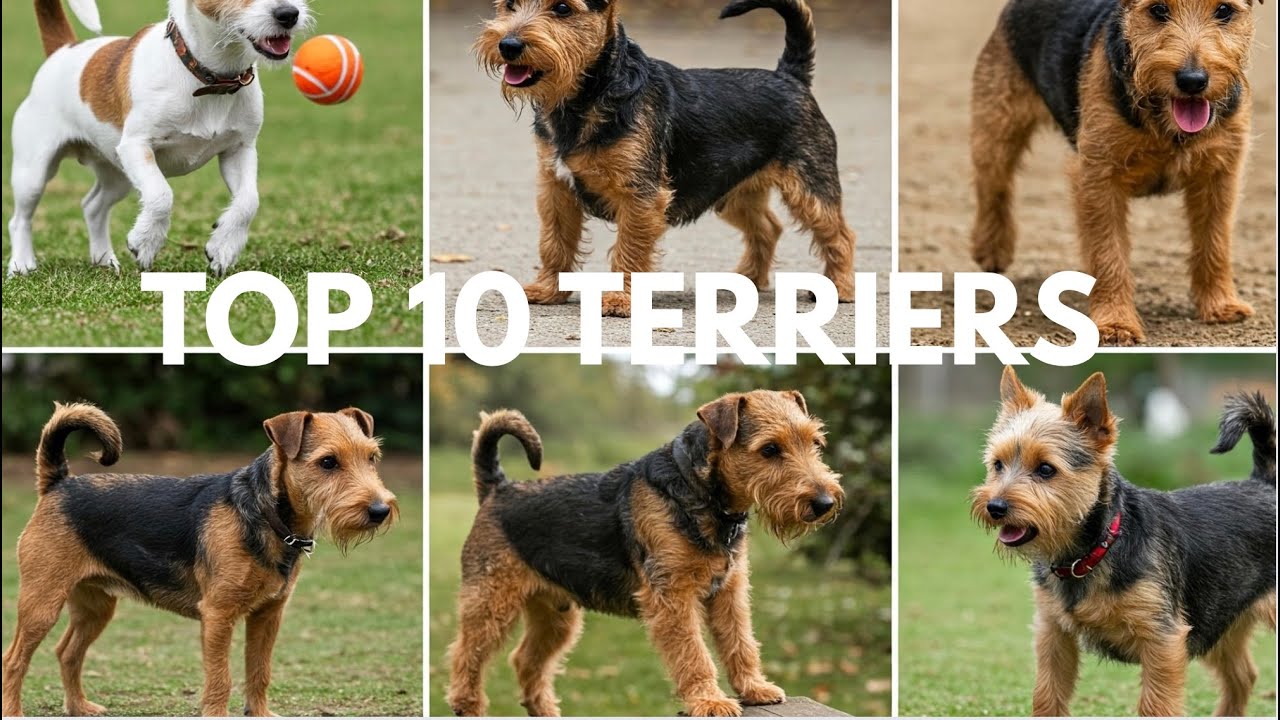 Best Terrier Breeds for Owners (Ranked)
