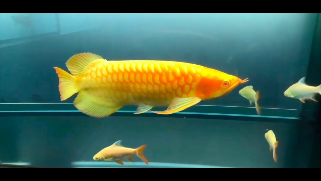 Best Top 10 Most Beautiful Arowana Fish | Beautiful Asian Arowana : The Legendary Dragon fish