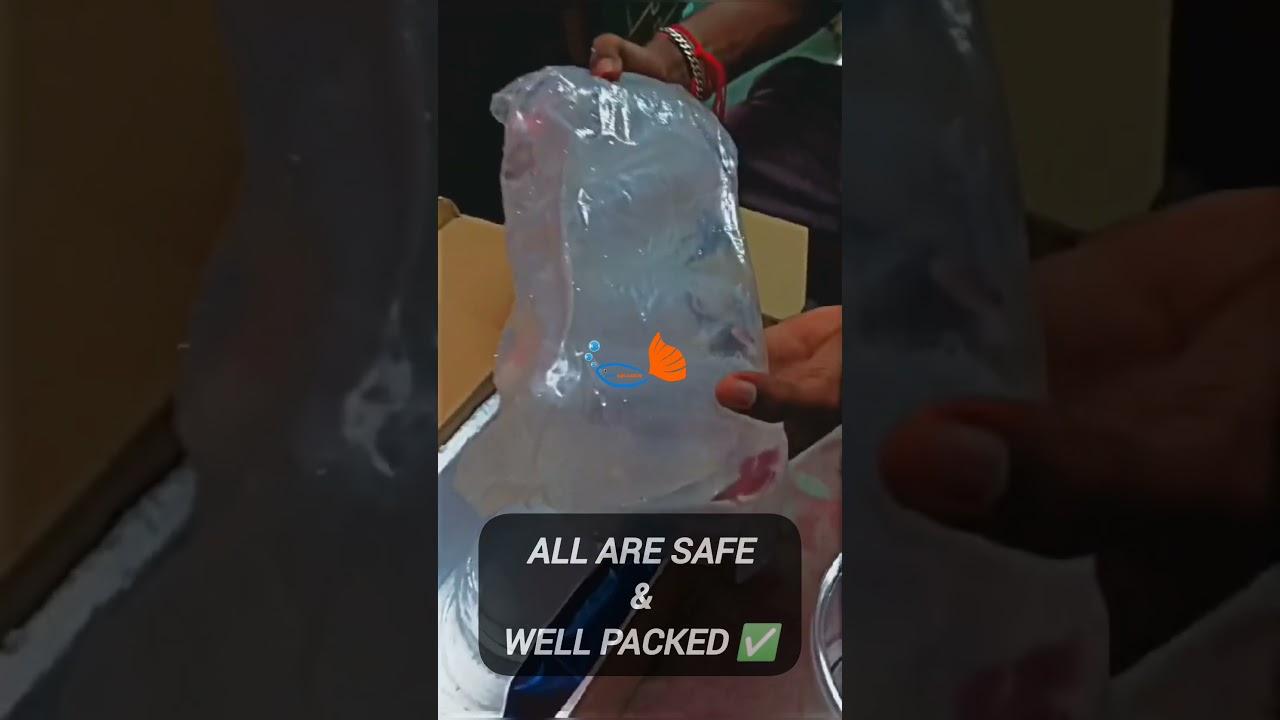 Betta Fish Unboxing | Ohm Betta Fish | Happy Subscriber 🥰 | LIVE AQUARIUM