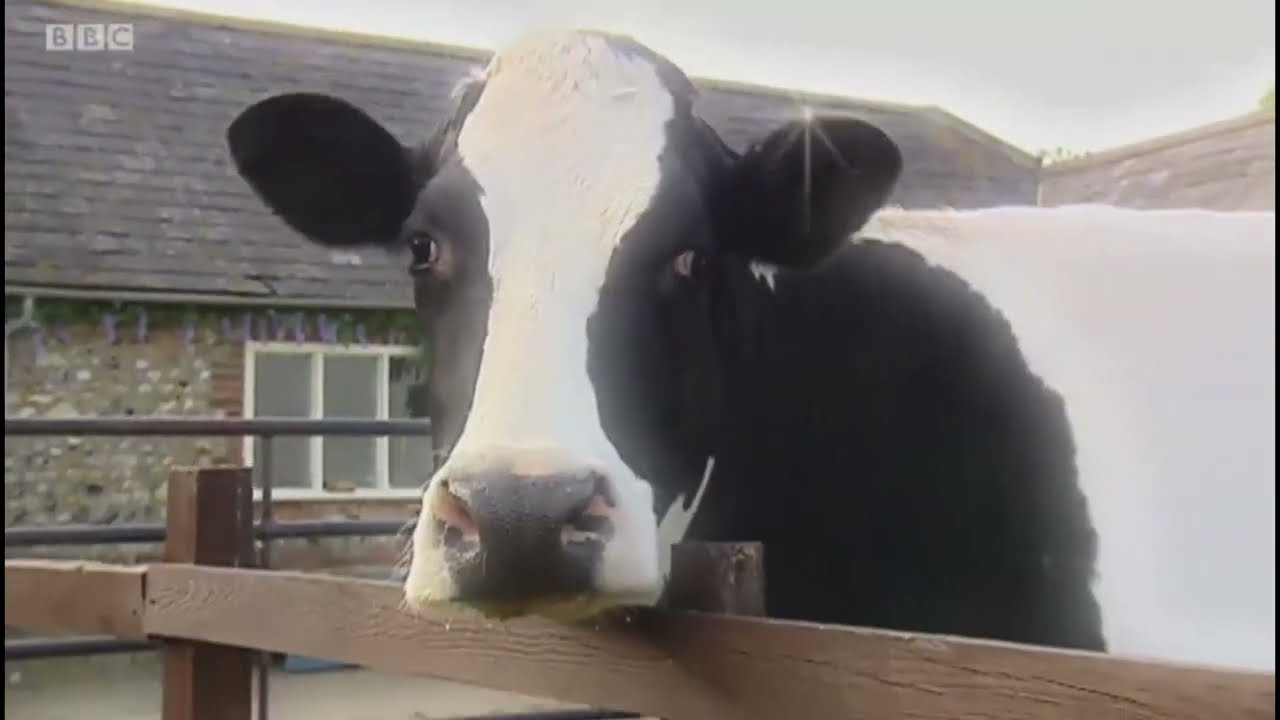 Big Barn Farm - Madam The Cow Song Instrumental
