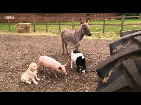 Big Barn Farm Episode 4 | Keeping Quiet