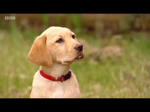 Big Barn Farm Season 1 Episode 3
