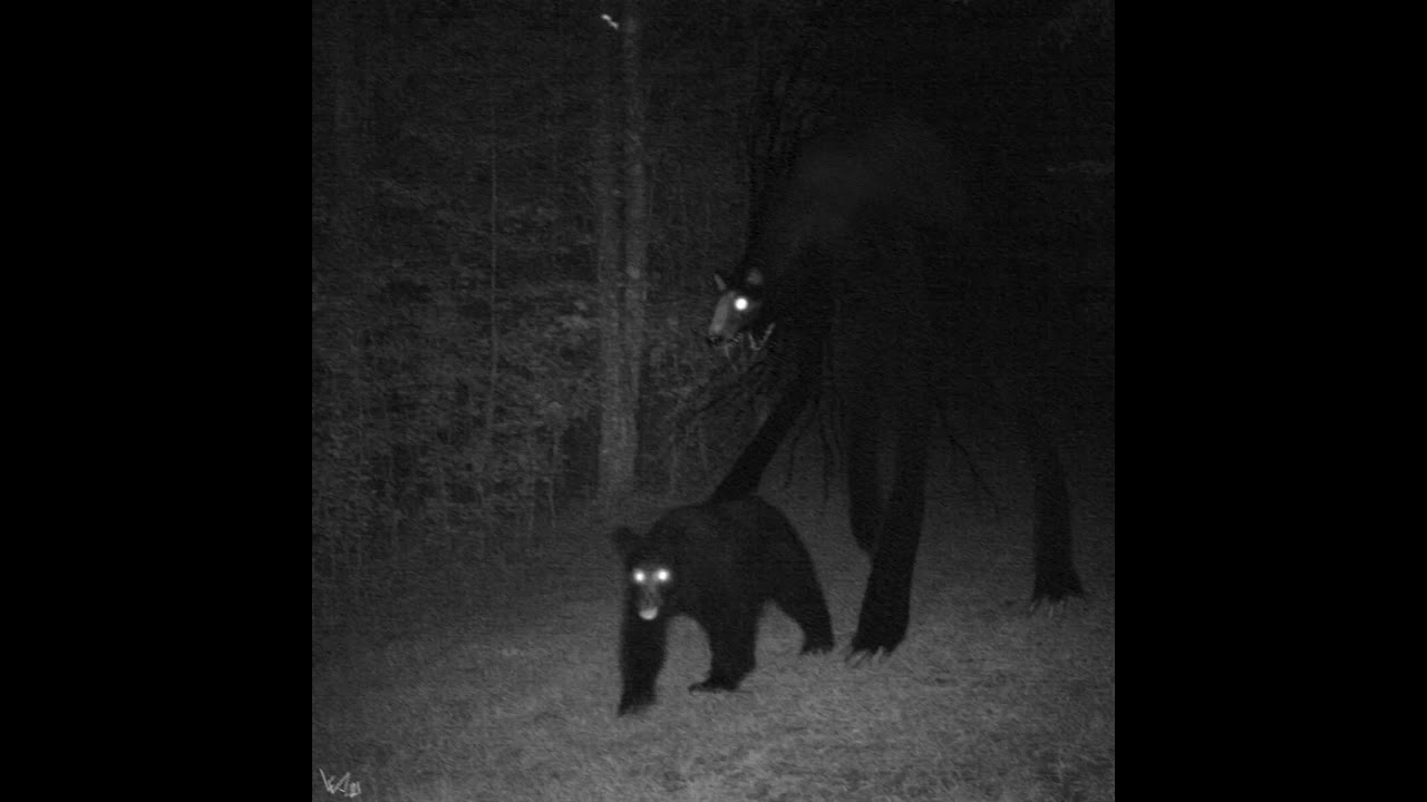 Big Bear / Unnatural Habitat 9 Sounds (Leovincible)
