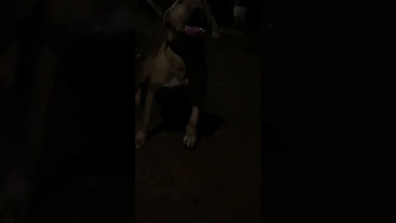 BIG BUCK #apbt #best #redboy #jocko #bolio #tombstone #kerala #trending #dog #south #krkennel