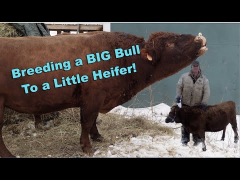 BIG Bull Breeding a little Heifer!