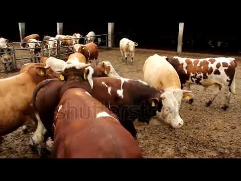 big bull mating cow love