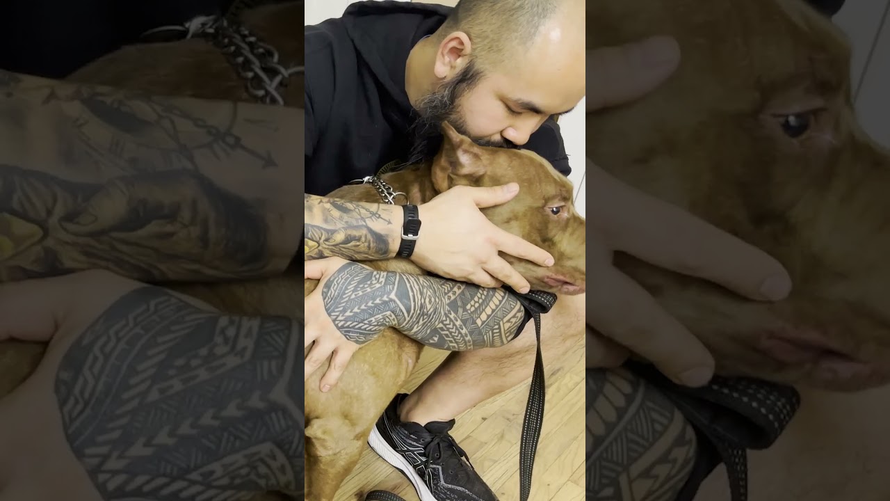 BIG BULLY NEEDS A *BIG* ADJUSTMENT 🤯 Animal Chiropractor