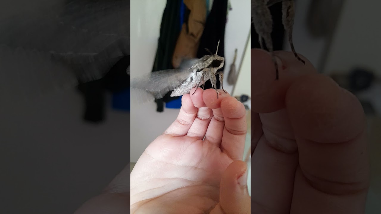 Big buzzing hawkmoth