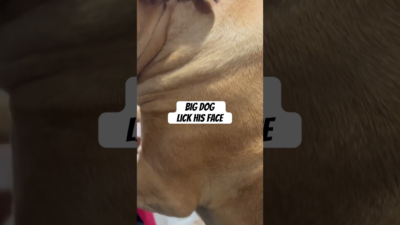 Big dog lick his face