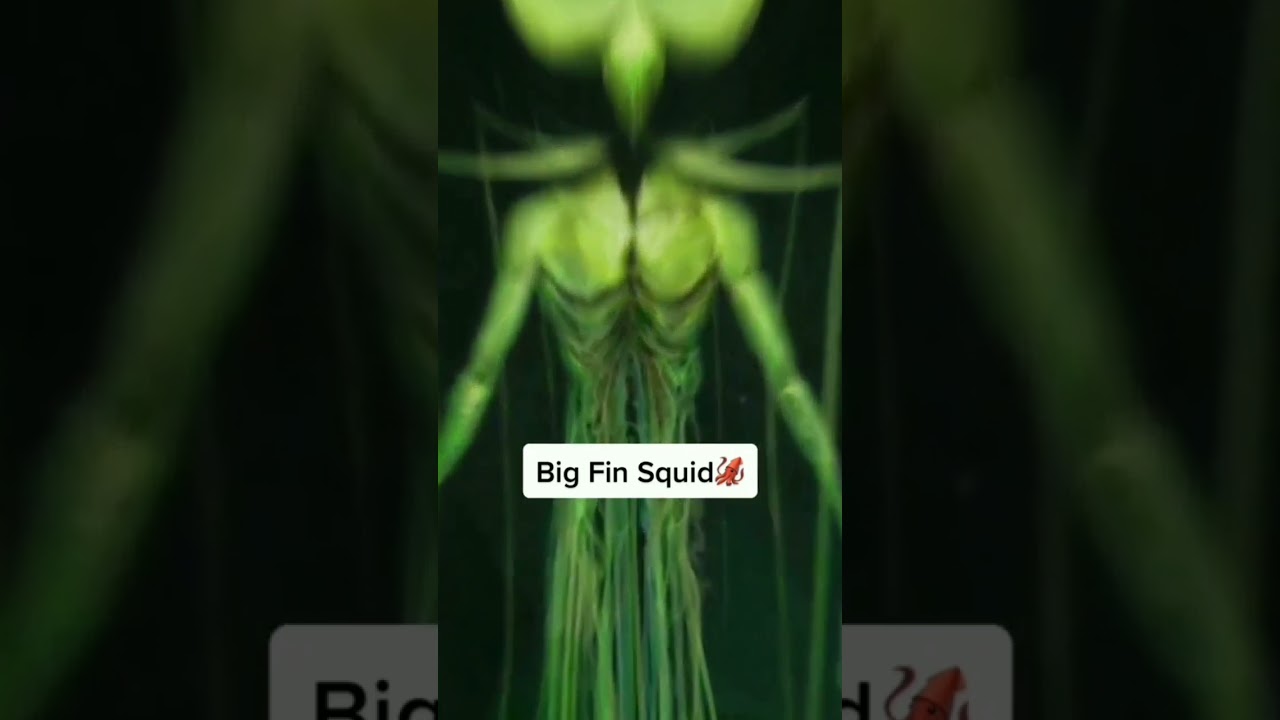 Big Fin Squid🦑 Mysterious Creature Under the sea 🌊