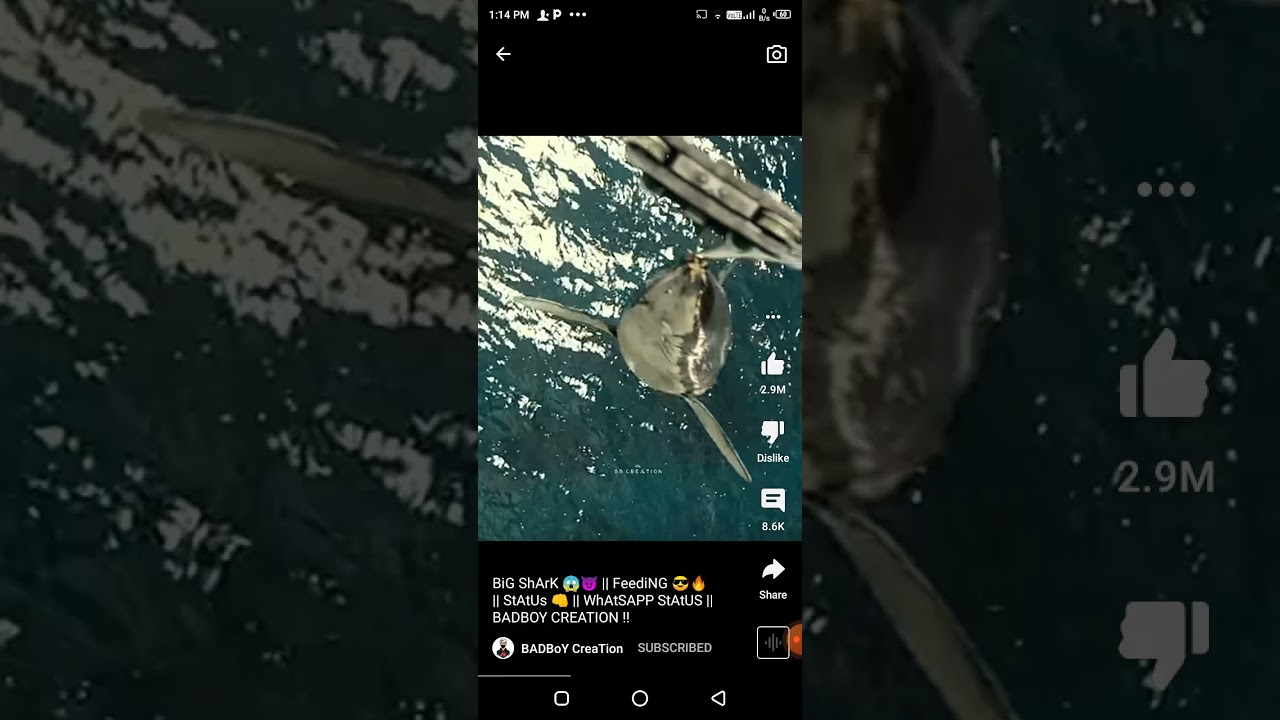 BiG ShArk😱😈||Feeding😎||StAtUs👊🏻||WhAtSAPP StAtUs||BADBOY CREATION!!