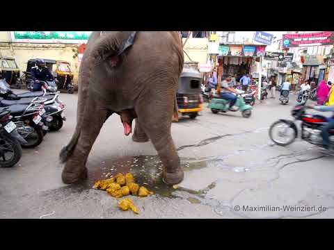 big shit: elephant´s toilet at Udaipur