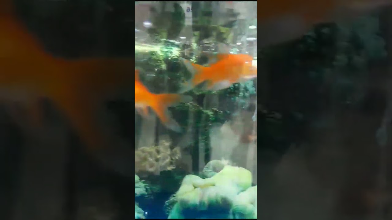 #bigfish#attacking#big fish attacking #smallfish#goldfsh#shark#meemi#shorts