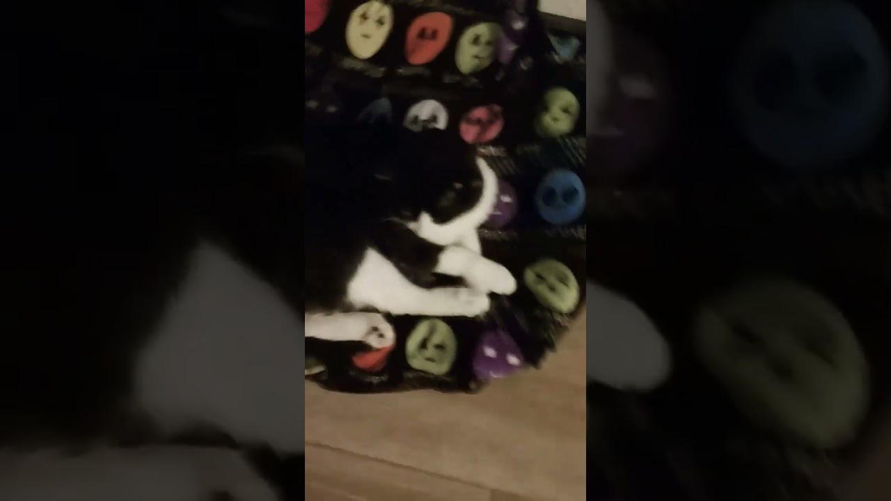 bigo bigo