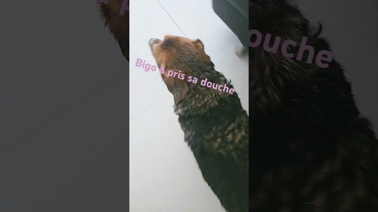 Bigo🐶🐕🦮🐕‍🦺
