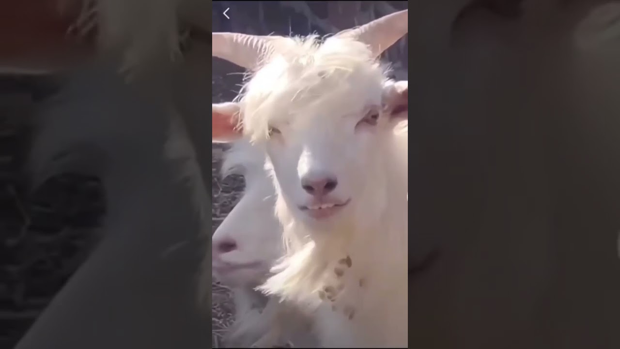 bigo yangi bigochi