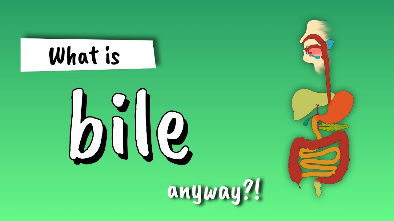 Bile Explained