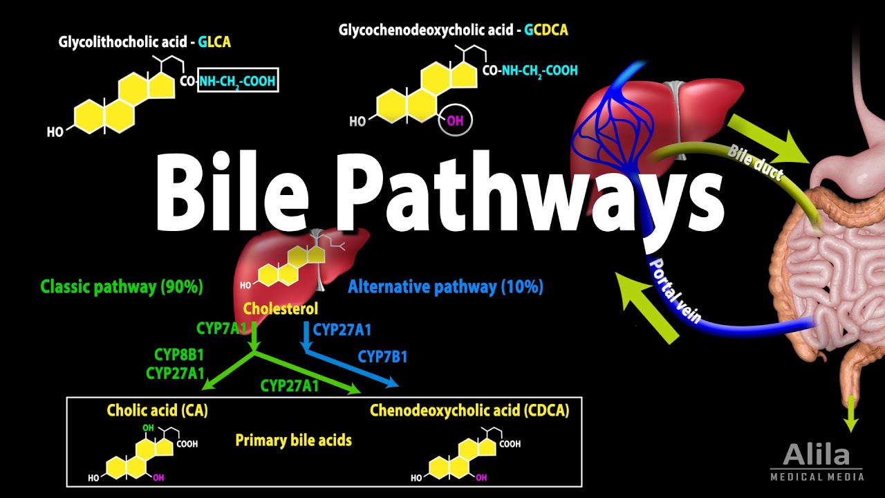 Bile Pathways and the Enterohepatic Circulation, Animation