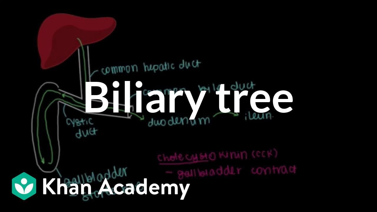 Biliary tree | Gastrointestinal system physiology | NCLEX-RN | Khan Academy