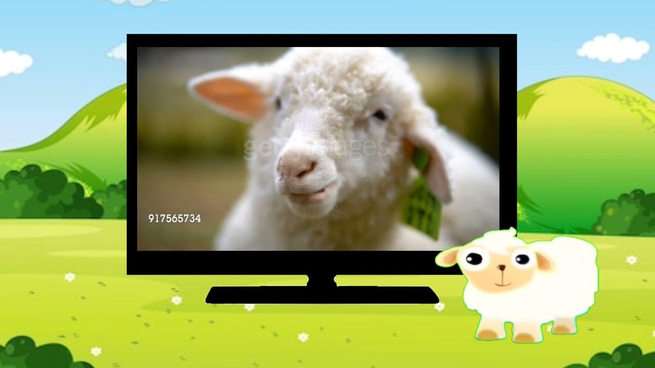 Bim and Bam | Sheep 🐑