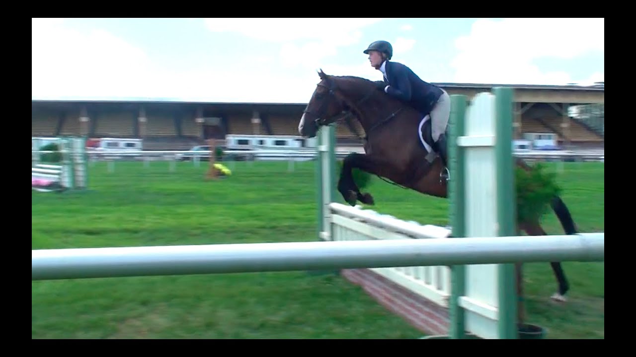 Bingo Butch @ Pimlico Horse Show