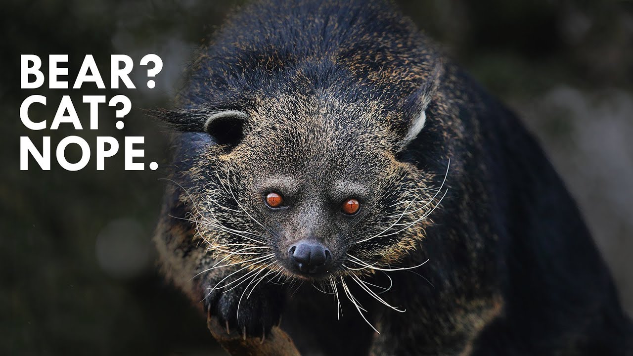 Binturong: The Bearcat that is Neither Bear nor Cat