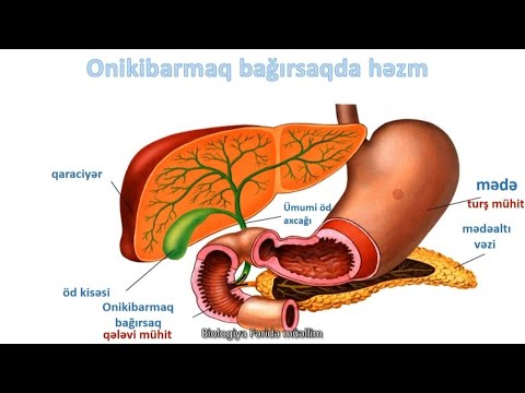 #biologia #biologiya #hezmsistemi #həzmsitemi Biologiya dərsi. Həzm sistemi
