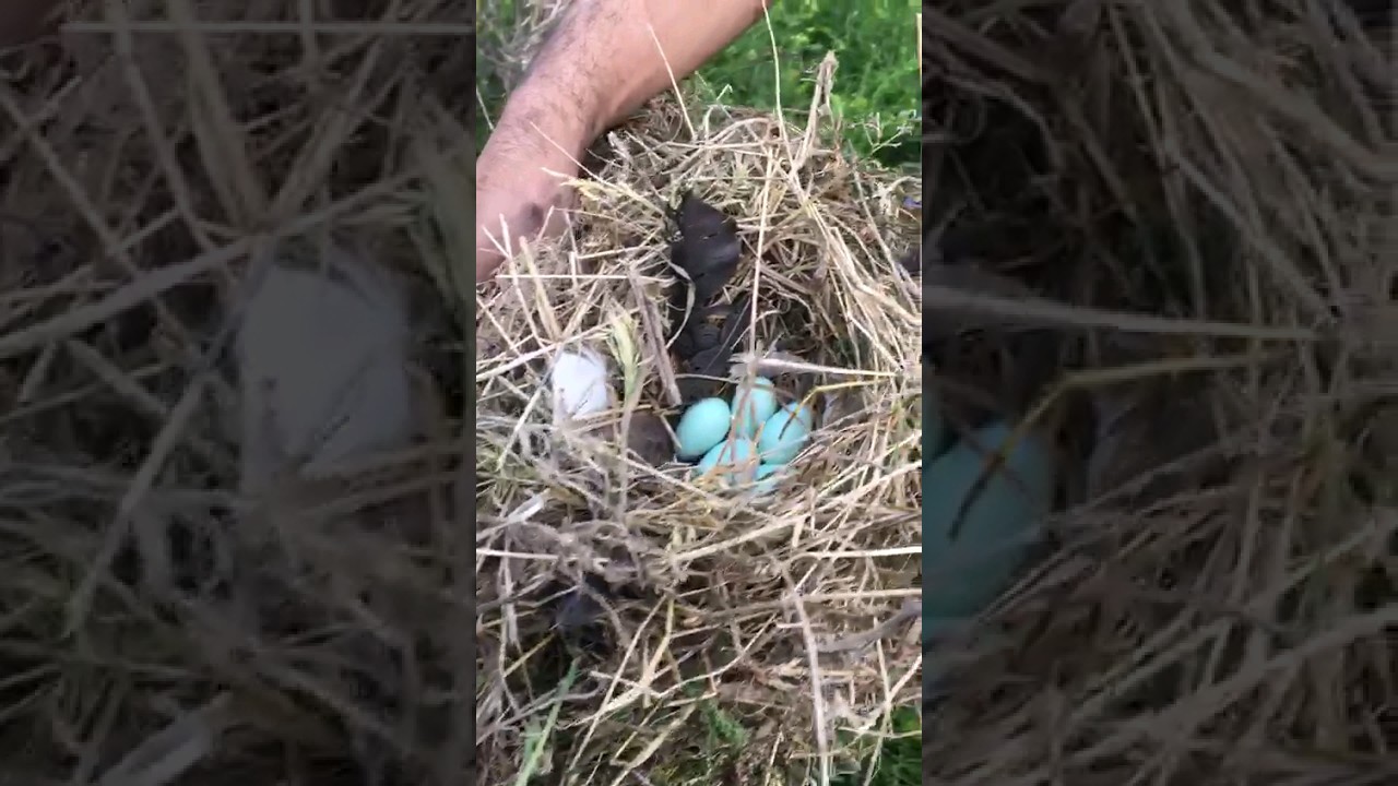 Bird nest//kuş yuvası #meyzileyoutubeshorts