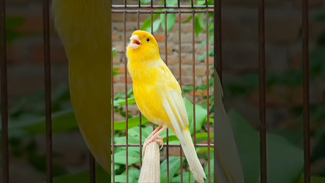bird sound #bird #canary #animal #canarysinging #birds #birdsounds #birdsinging #animals #canarysong