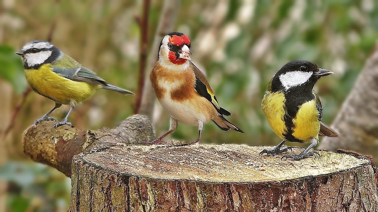 Bird Sounds Spectacular : Morning Bird Sound