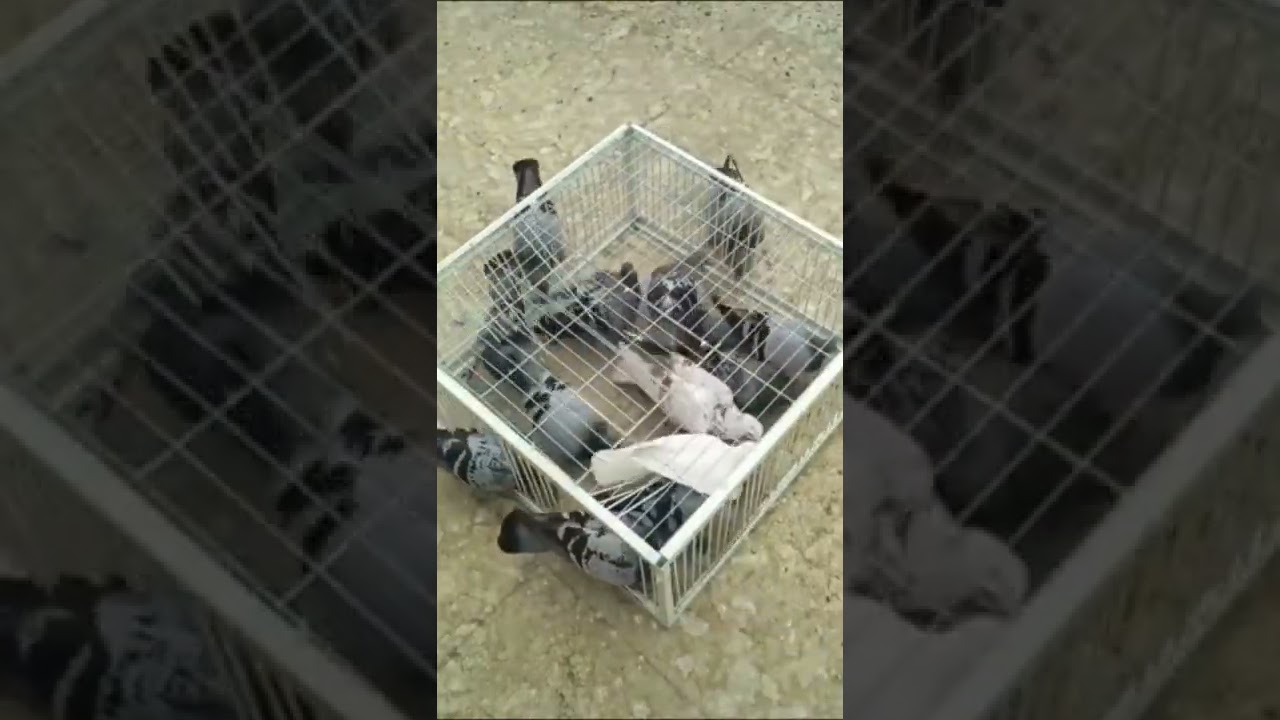 bird trap