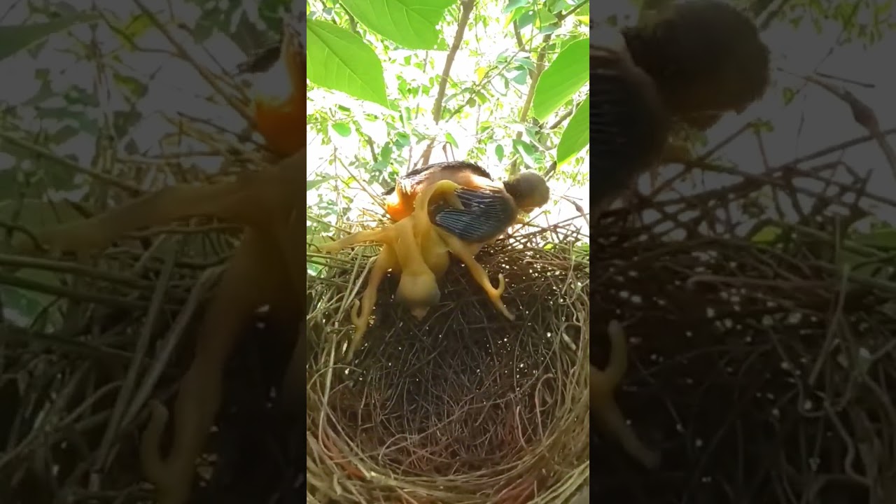 Birdy Blunder: Cuckoo's Chick Drops & Falls #shorts
