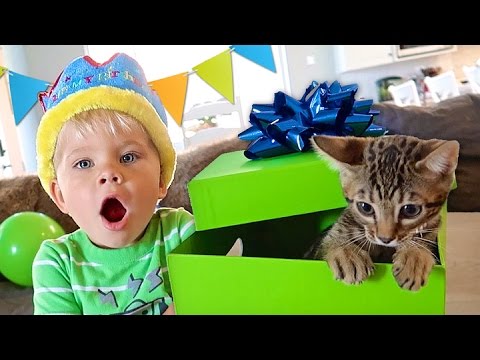 BIRTHDAY KITTEN SURPRISE! - Ollie’s 3rd Birthday Special