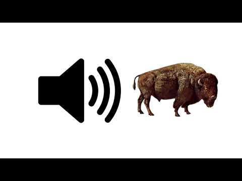 Bison Sounds - Sound Effect | ProSounds