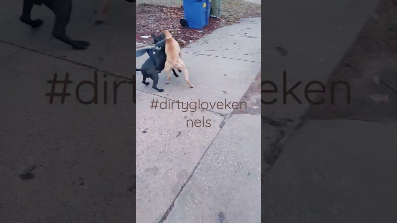 Bitches put me inna twist #redboyjocko #boudreaux #boliotombstone #jeep #dirtyglovekennels