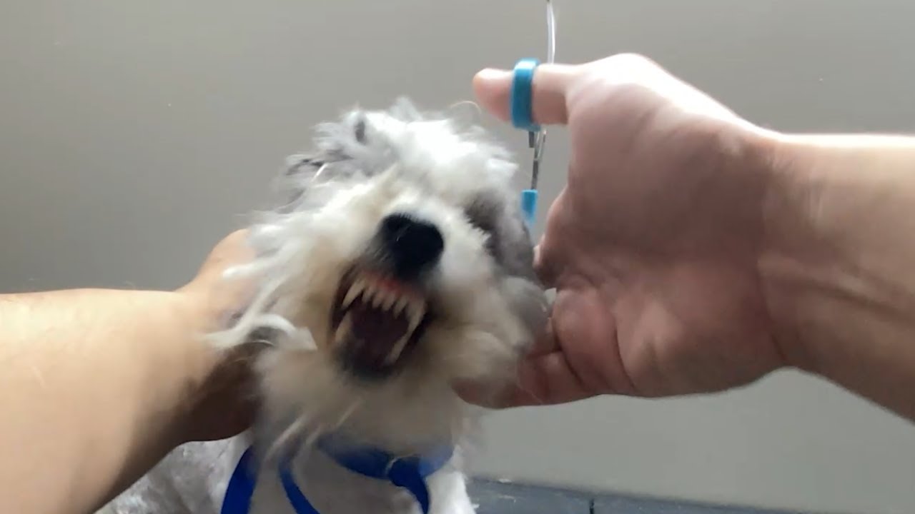 Biting Dog Face Trim