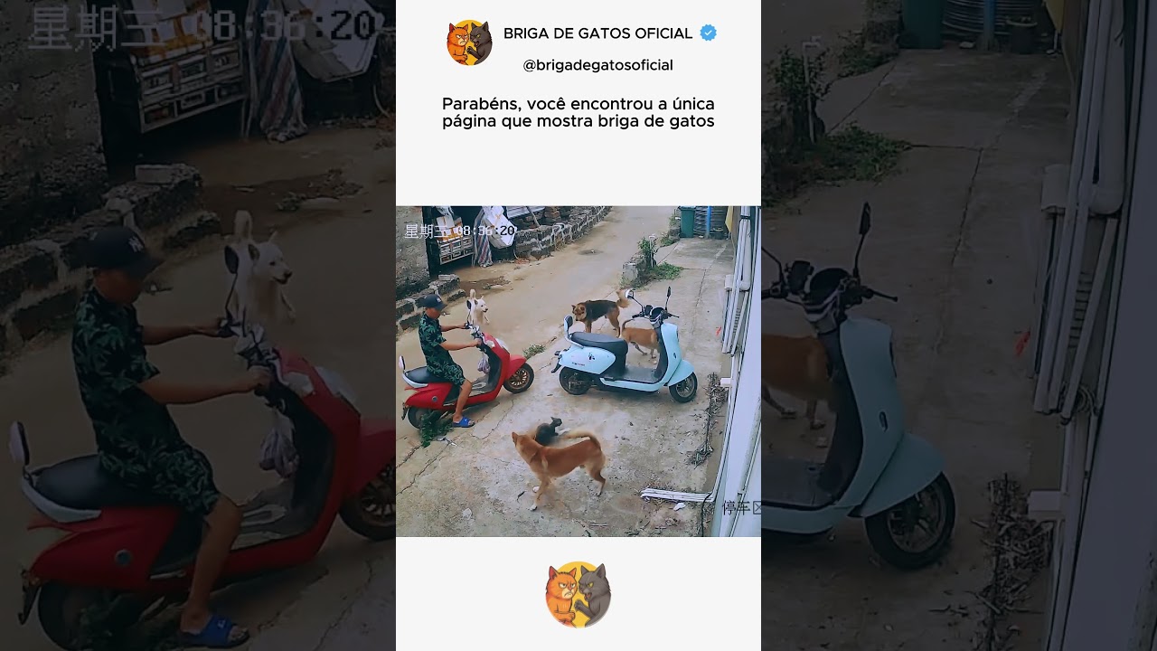 Bixano zerou as 7 vidas!