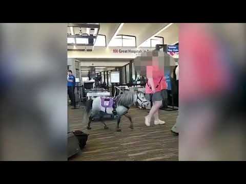 Bizarre moment horse boards a plane at Nebraska airport
