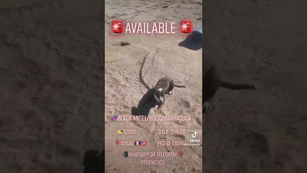 Black Angel/Bolio/Barracuda bitch available!  #apbt #PPG #CircleH #canine