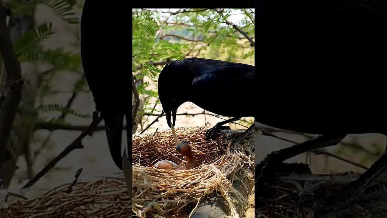 Black drongo mom feeding new born baby (p2)#viral #shorts #trending #youtubeshorts #trending