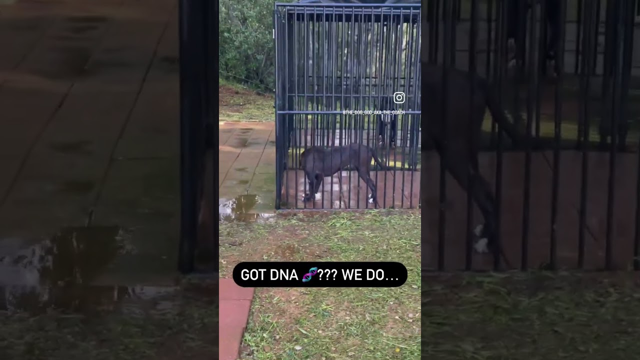 BLACK FEMALE XL PITBULL DRACO IS BUILT LIKE A BLACK RACE HORSE