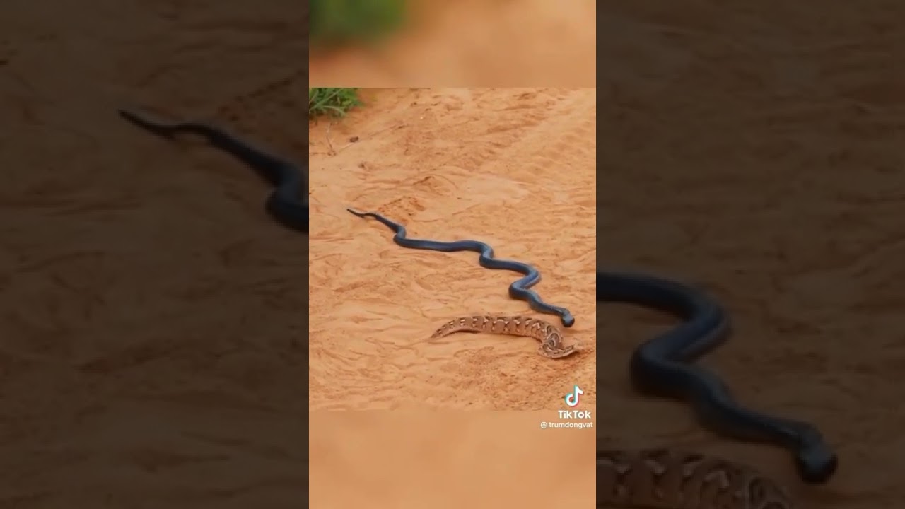 Black King cobra 🐍 vs Russell viper very dengerous fight