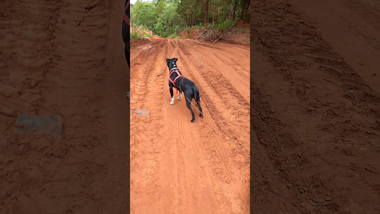 Black Mamba the Gamer of Hunters - Pit Bull
