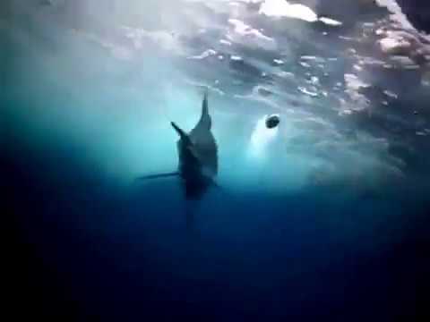 Black marlin at  top speed！Swiming so fast！！（100+ km/h）
