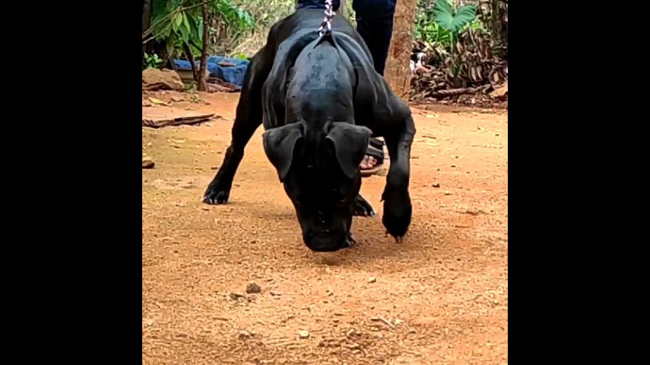 Black Pitbull import parentage ( APBT) Kerala | Call us 8848161562