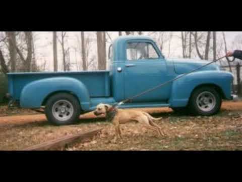 Black River kennels Ch. Leo #apbt #doghistory #dogtalk #apbt #dog #sportingdogs #magnumdogs