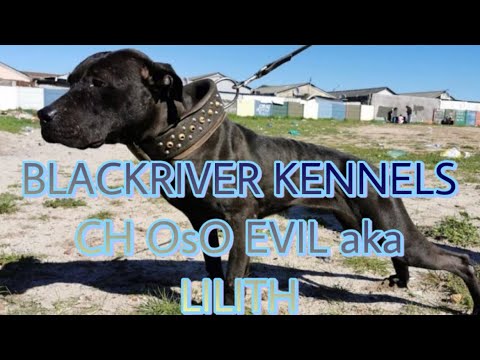 BLACKRIVER KENNELS CH OsO EVIL aka LILITH